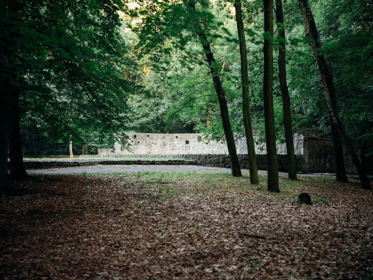 Las Komunalny przy ul. Chorzowskiej w Gliwicach / fot.: Mosquidron oraz UM Gliwice