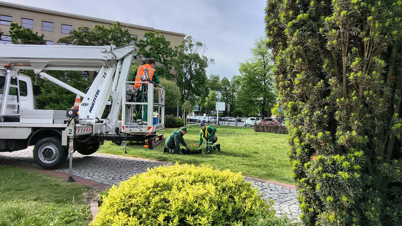 Centrum Gliwic w czerwonych kwiatach – Miasto sadzi 1200 pelargonii